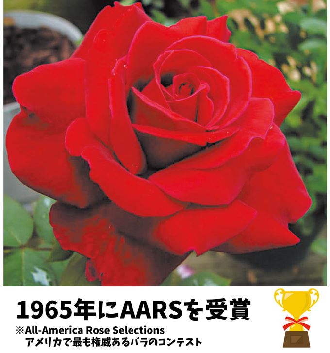 花木 バラ苗 ミスターリンカーン