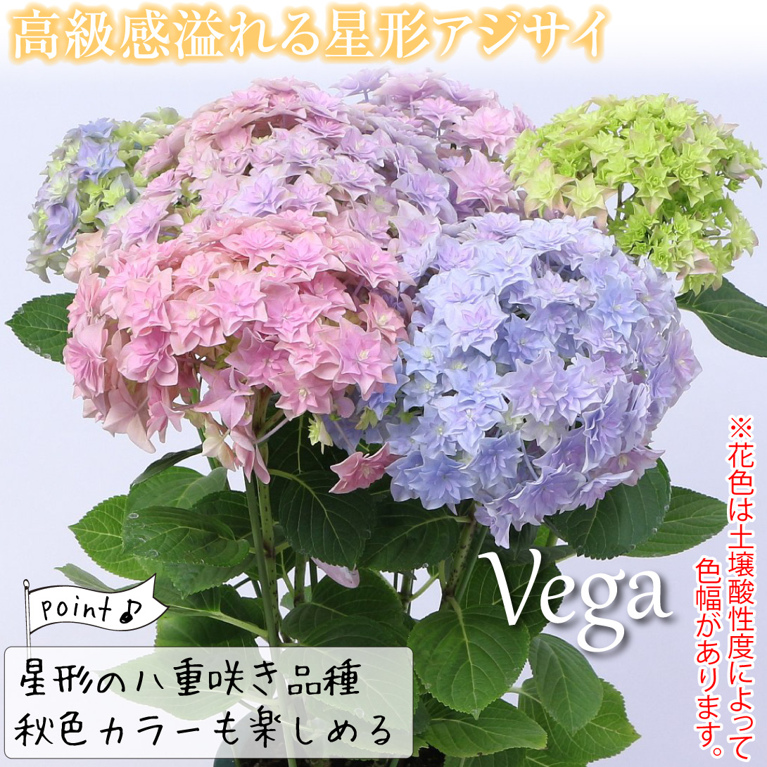 アジサイ ベガ