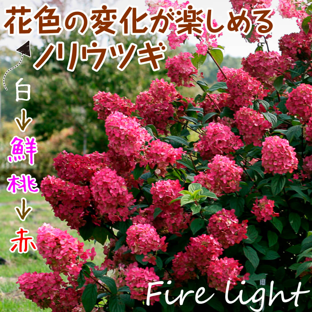 ノリウツギ ファイヤーライト