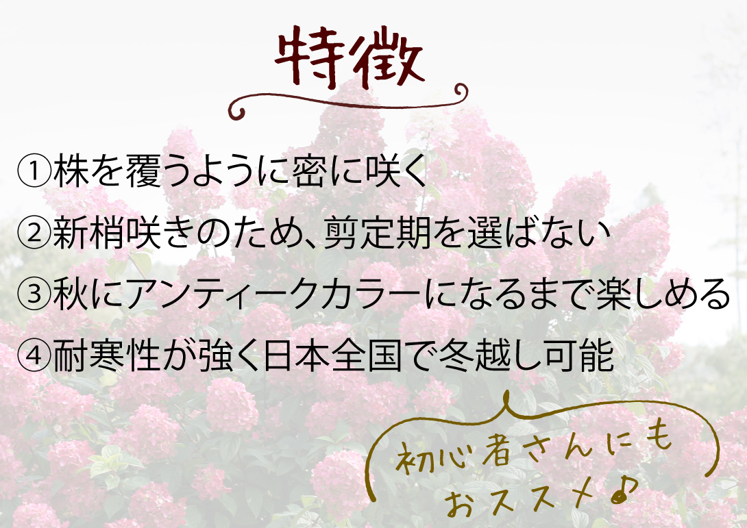 ノリウツギ ファイヤーライト