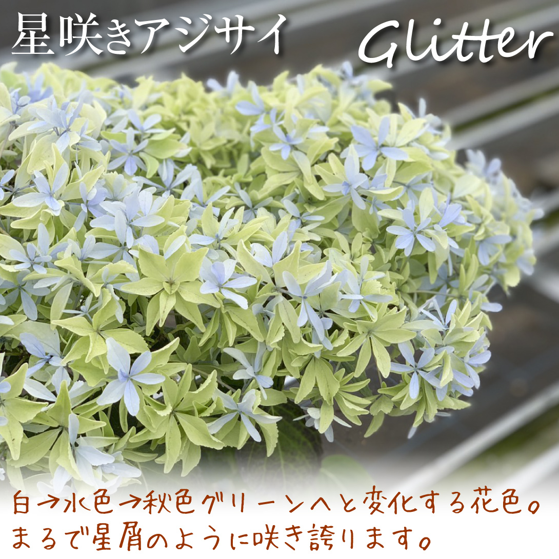 アジサイ グリッター