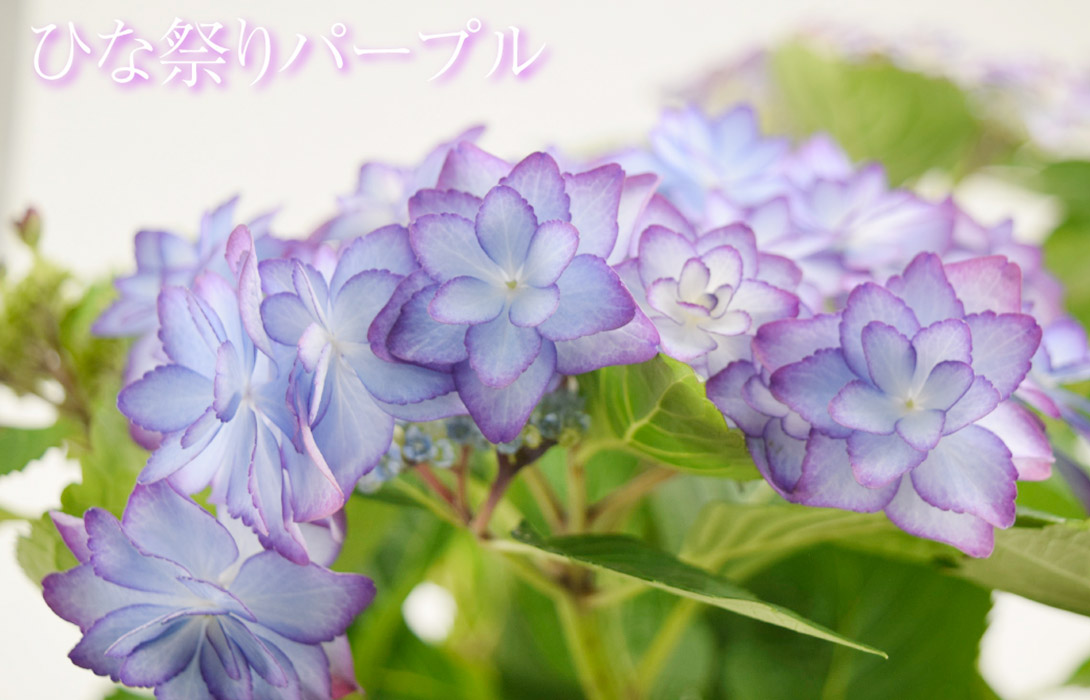アジサイ　ひな祭りパープル