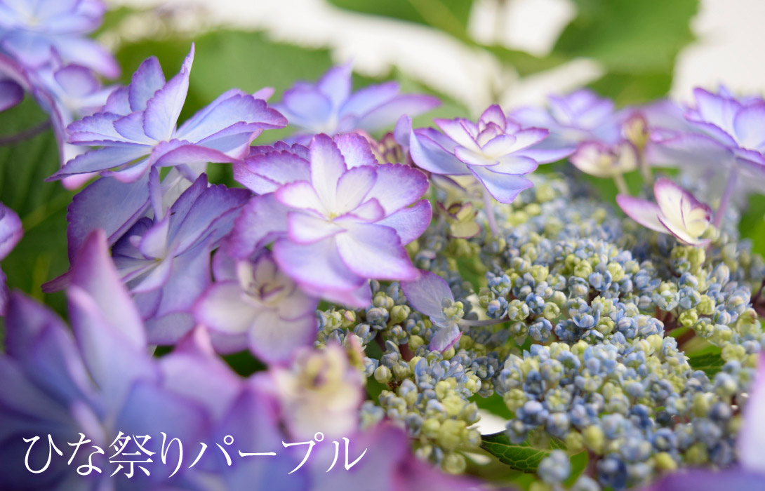 アジサイ　ひな祭りパープル