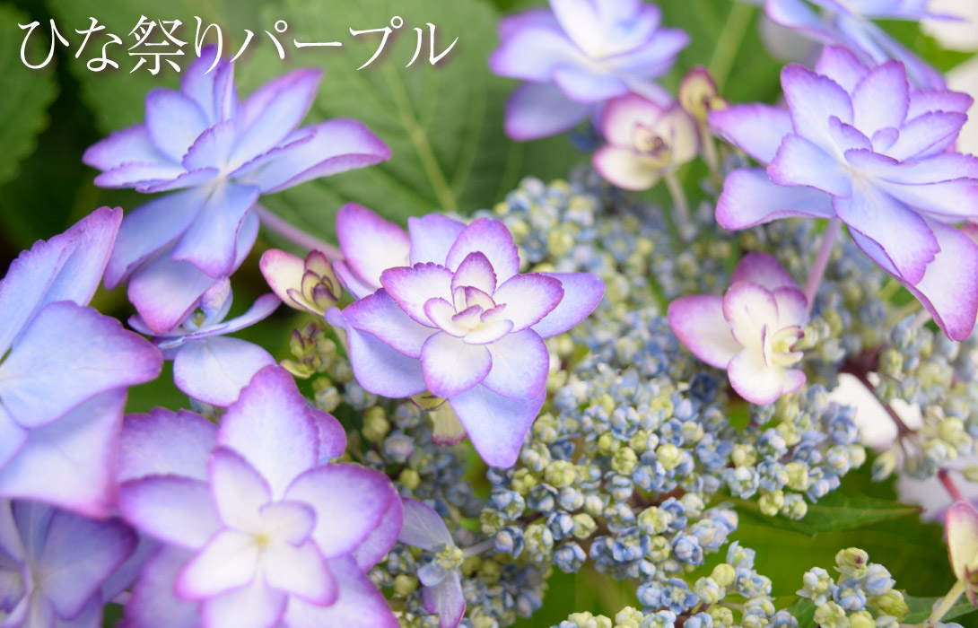 アジサイ　ひな祭りパープル