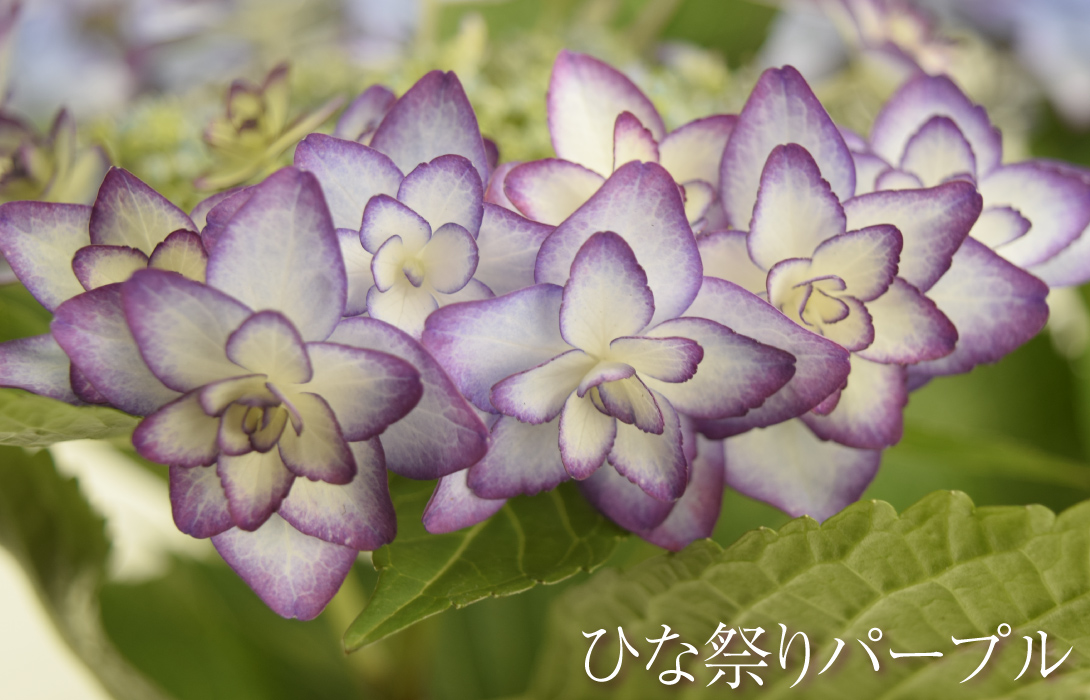 アジサイ　ひな祭りパープル