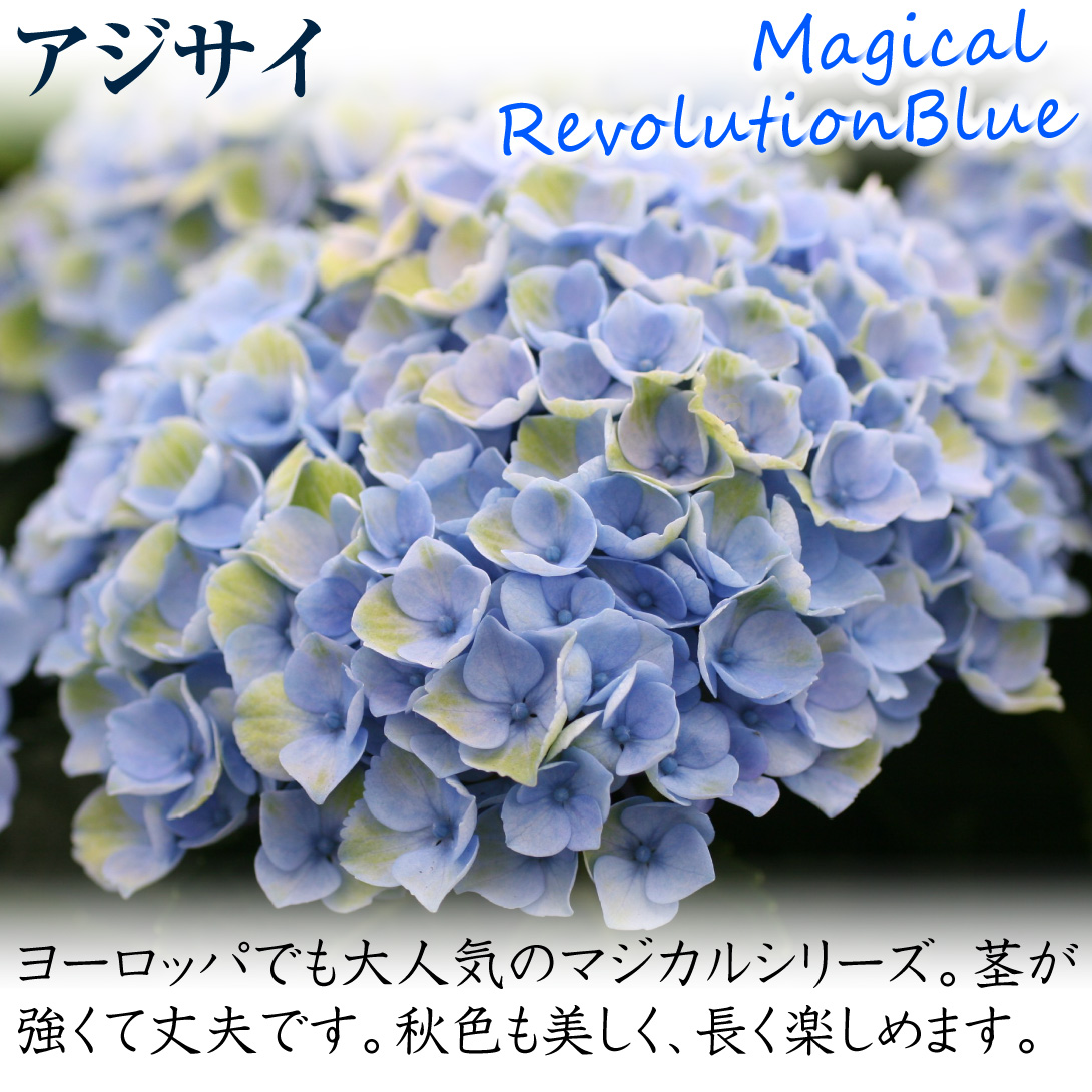 アジサイ マジカルレボリューションブルー