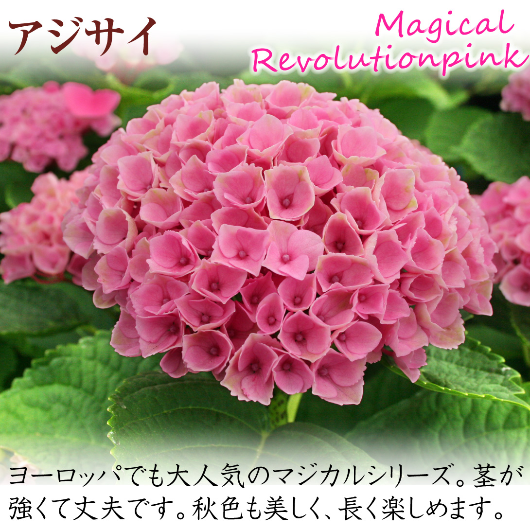 アジサイ マジカルレボリューションピンク