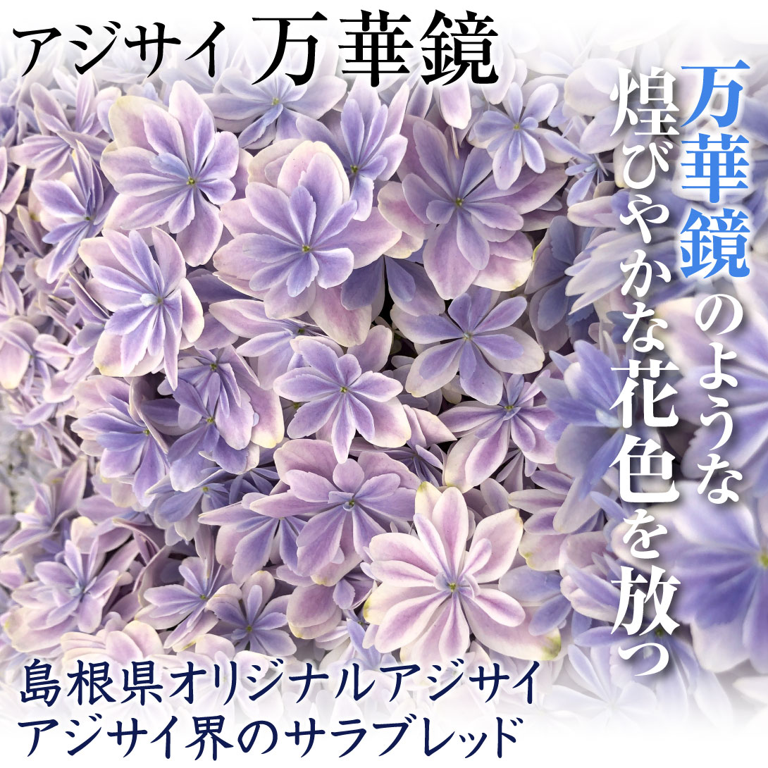 アジサイ 万華鏡