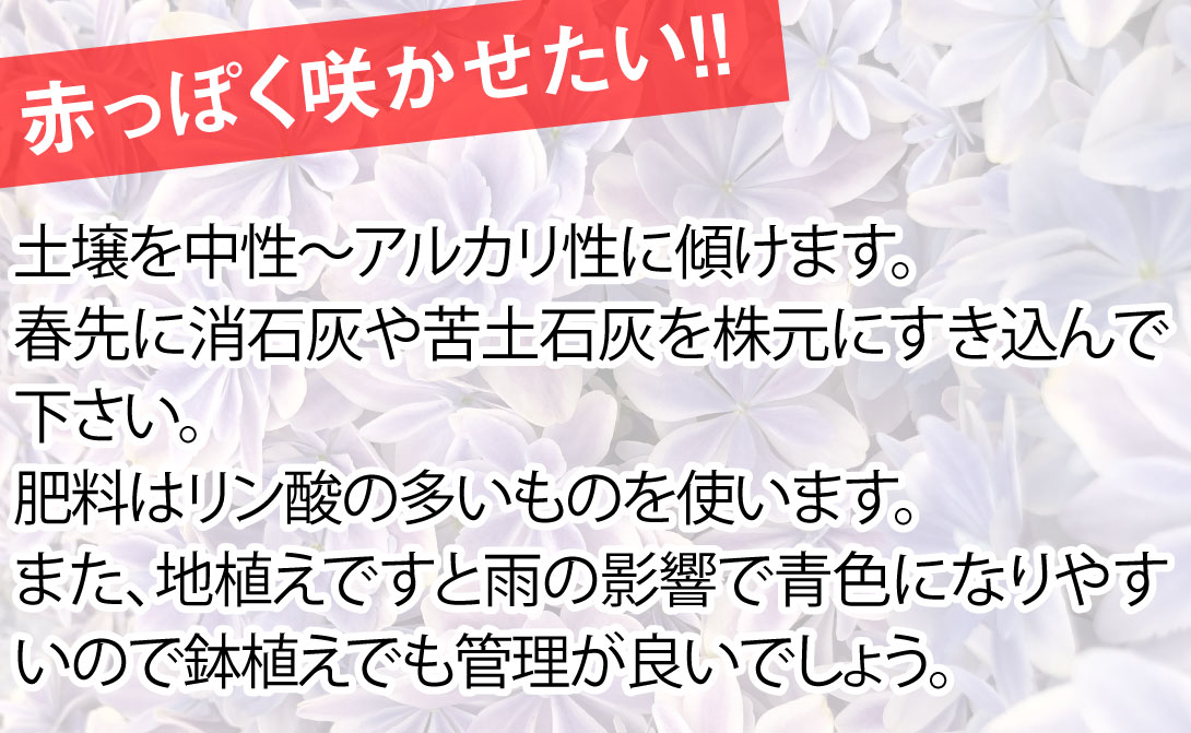 赤っぽく咲かせる方法