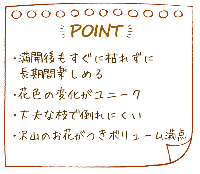 アジサイ ピンクマーブルソーダ
