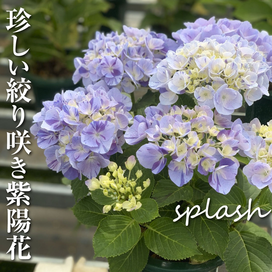 アジサイ スプラッシュ