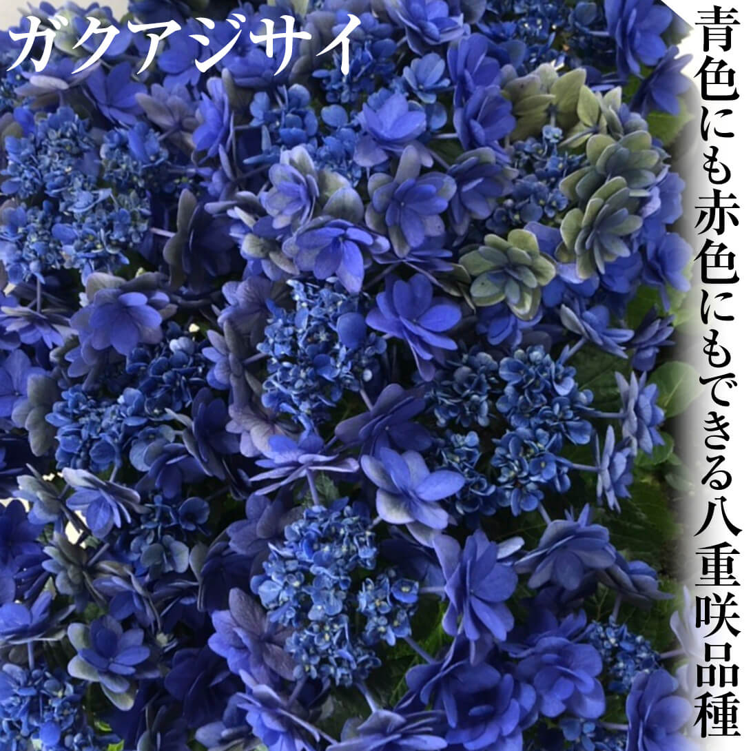 アジサイ 千代女