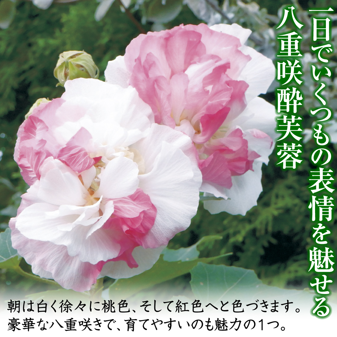 八重咲酔芙蓉