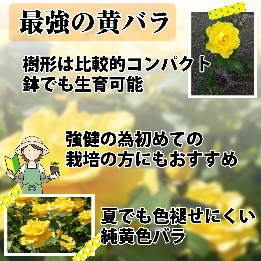 バラ苗 ヘンリーフォンダ