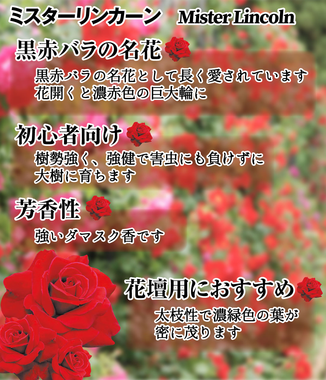 花木 バラ苗 ミスターリンカーン
