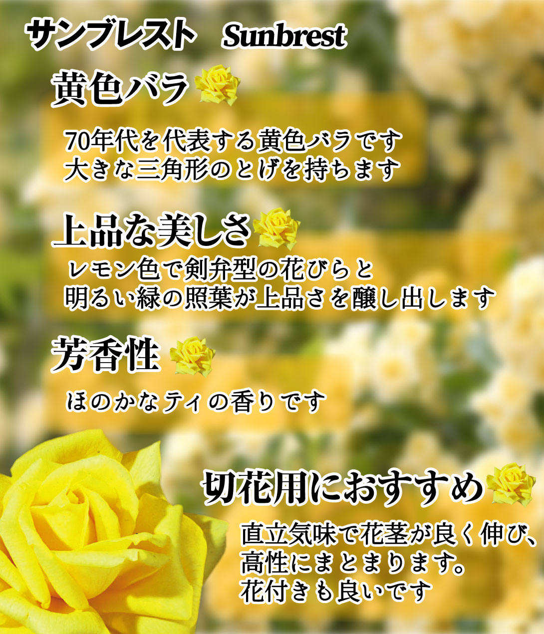 花木 バラ苗 サンブレスト