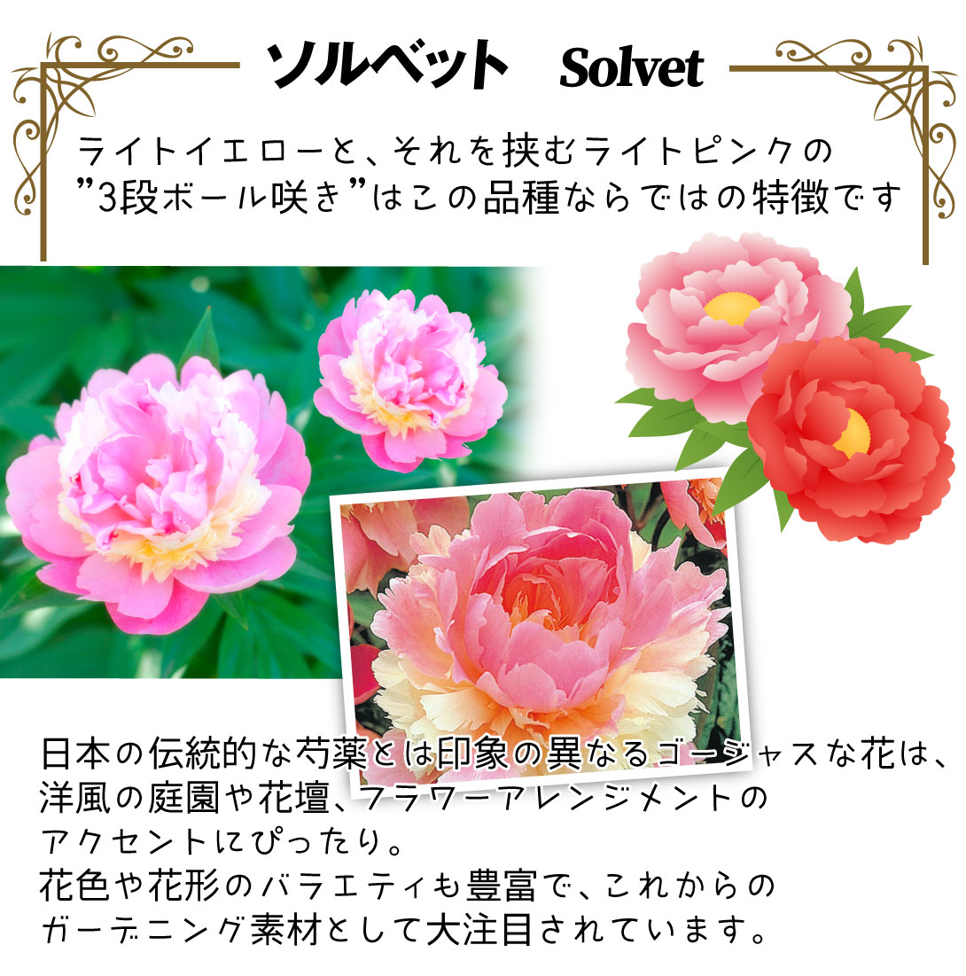 芍薬 ソルベット2