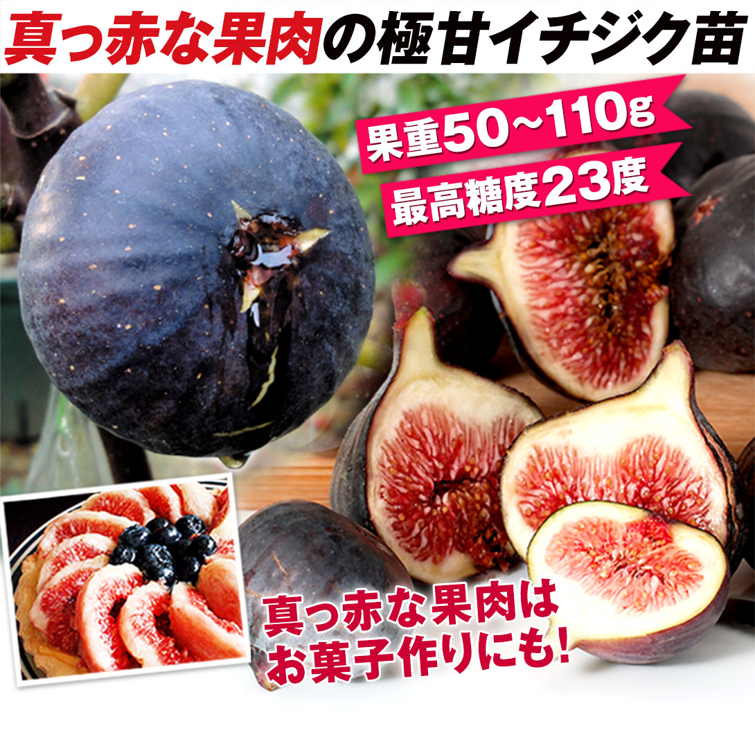 ビオレーソリエス