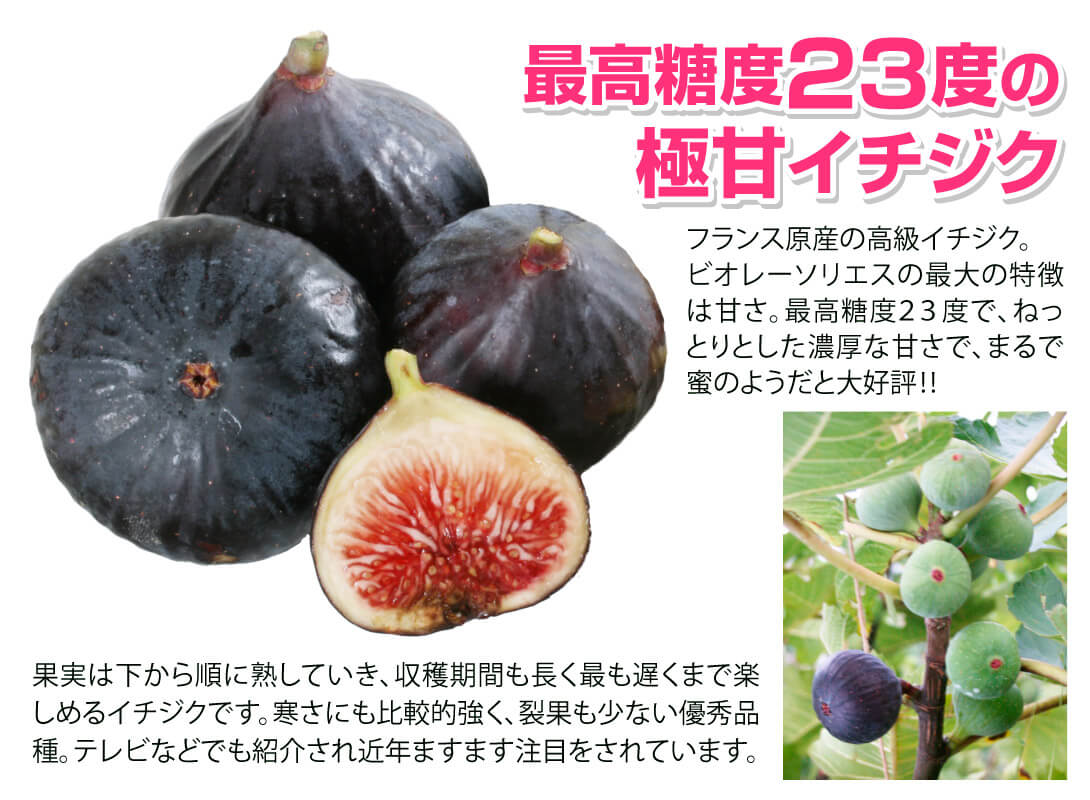 最高糖度23度