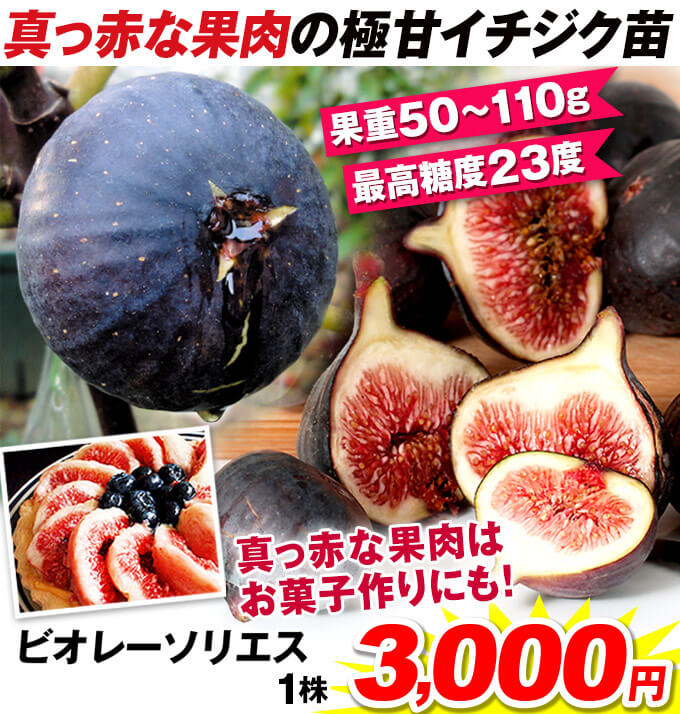 ビオレーソリエス3000円