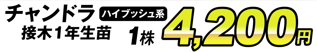 ブルーベリー 苗木 チャンドラ 500円