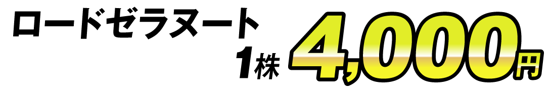 価格4000円