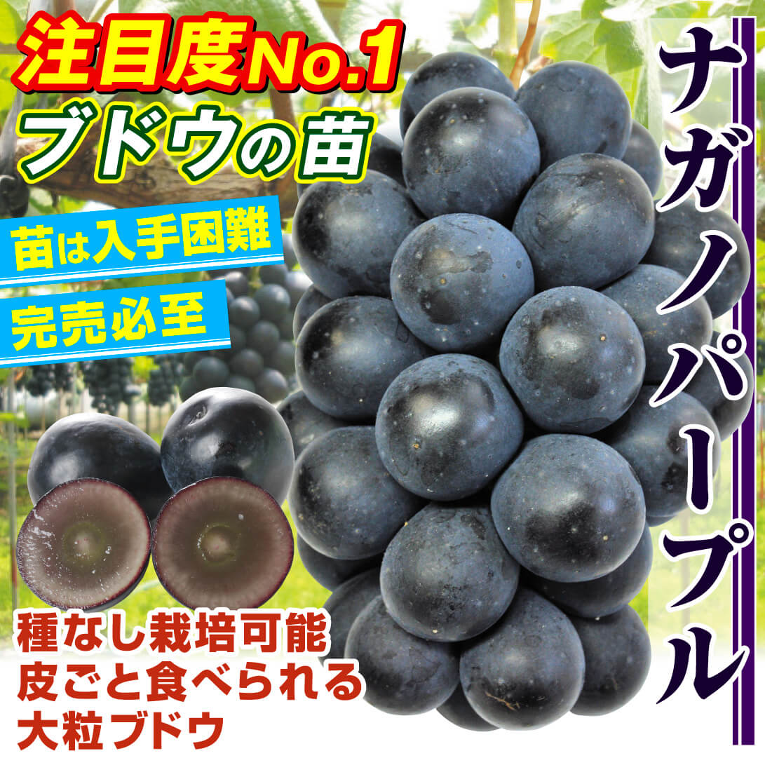 ブドウ 苗木 ナガノパープル