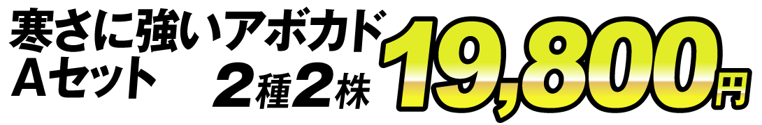 寒さに強い価格19800円
