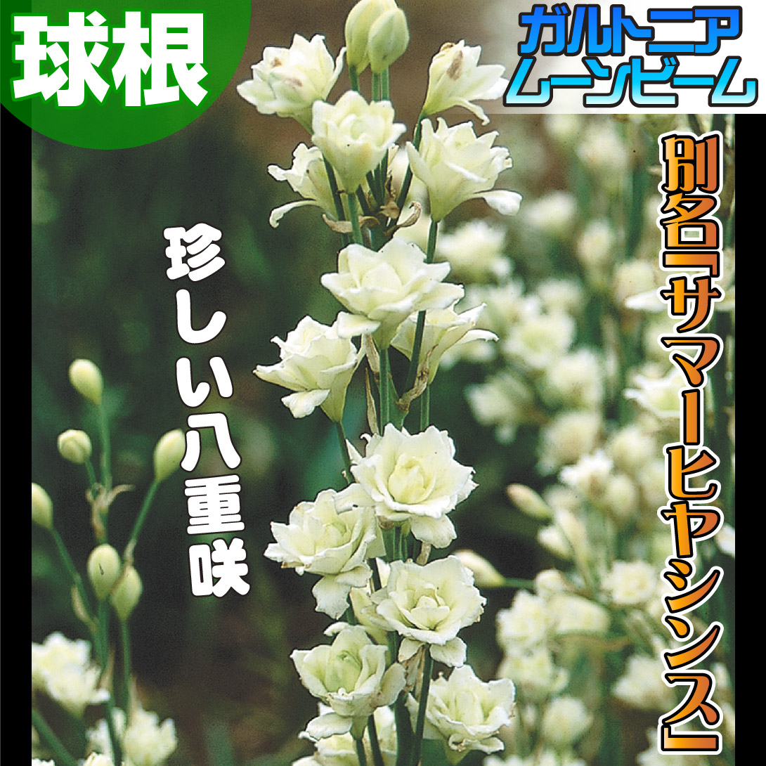 ガルトニア ムーンビーム