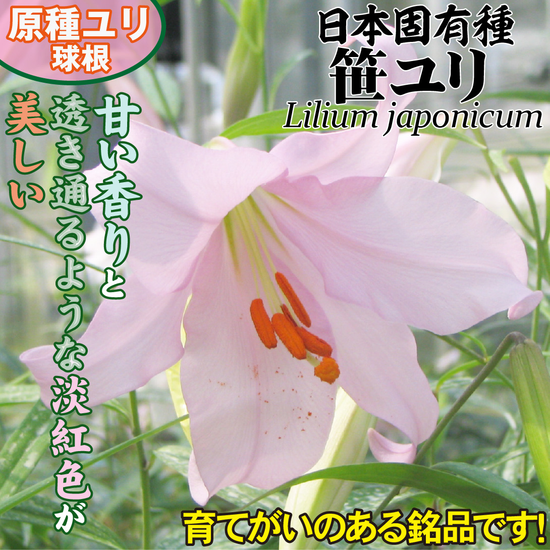 笹ユリ