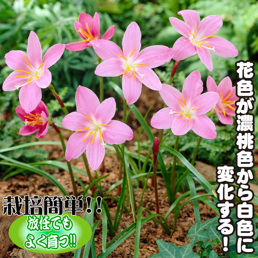 ハブランサス ロブスタス