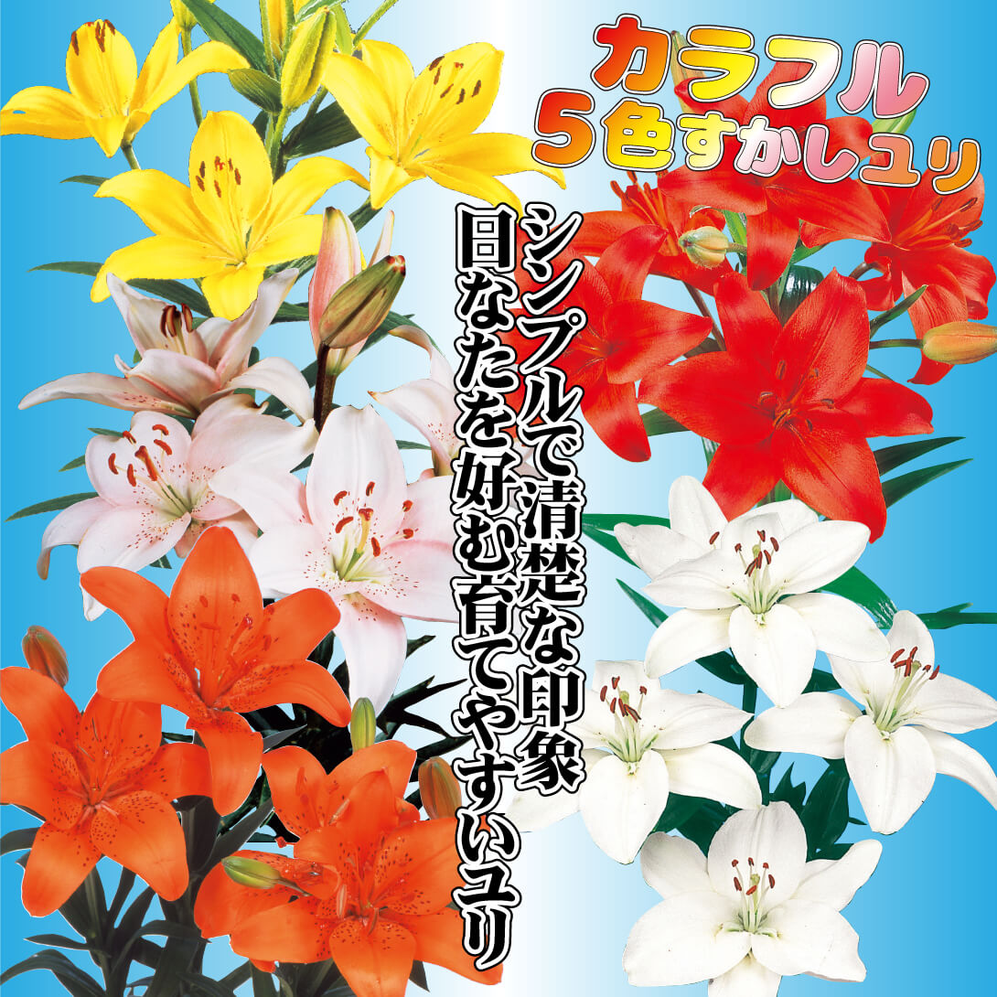 カラフルすかしユリセット