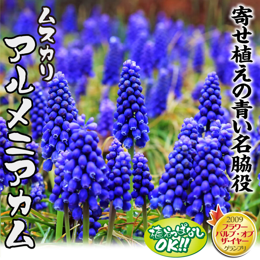 ムスカリ アルメニアカム