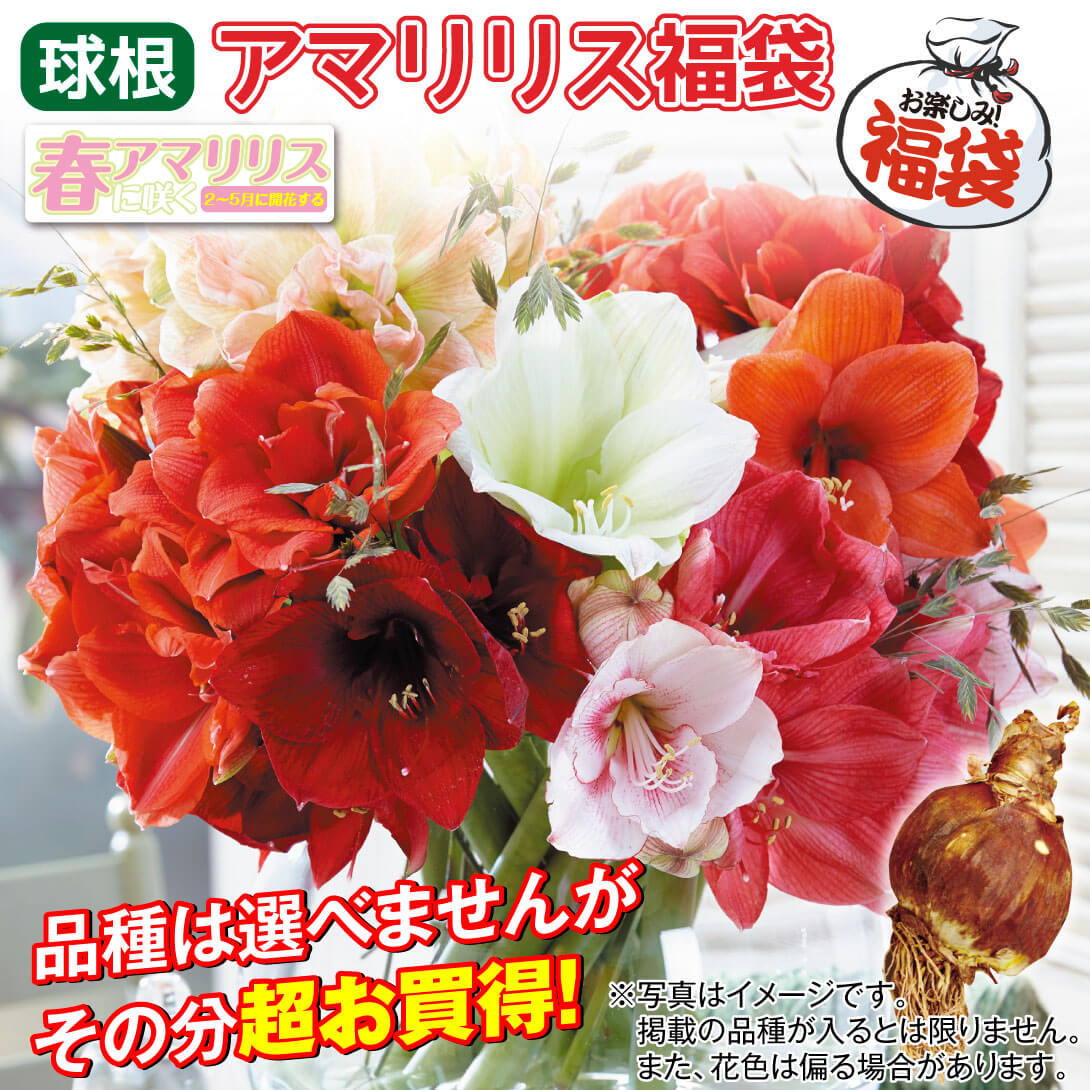 春咲アマリリス