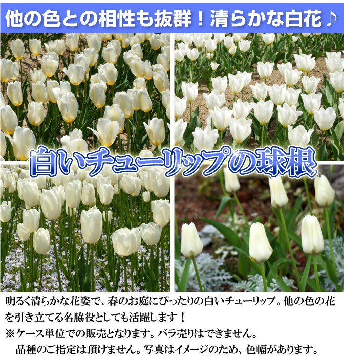チューリップ大量白