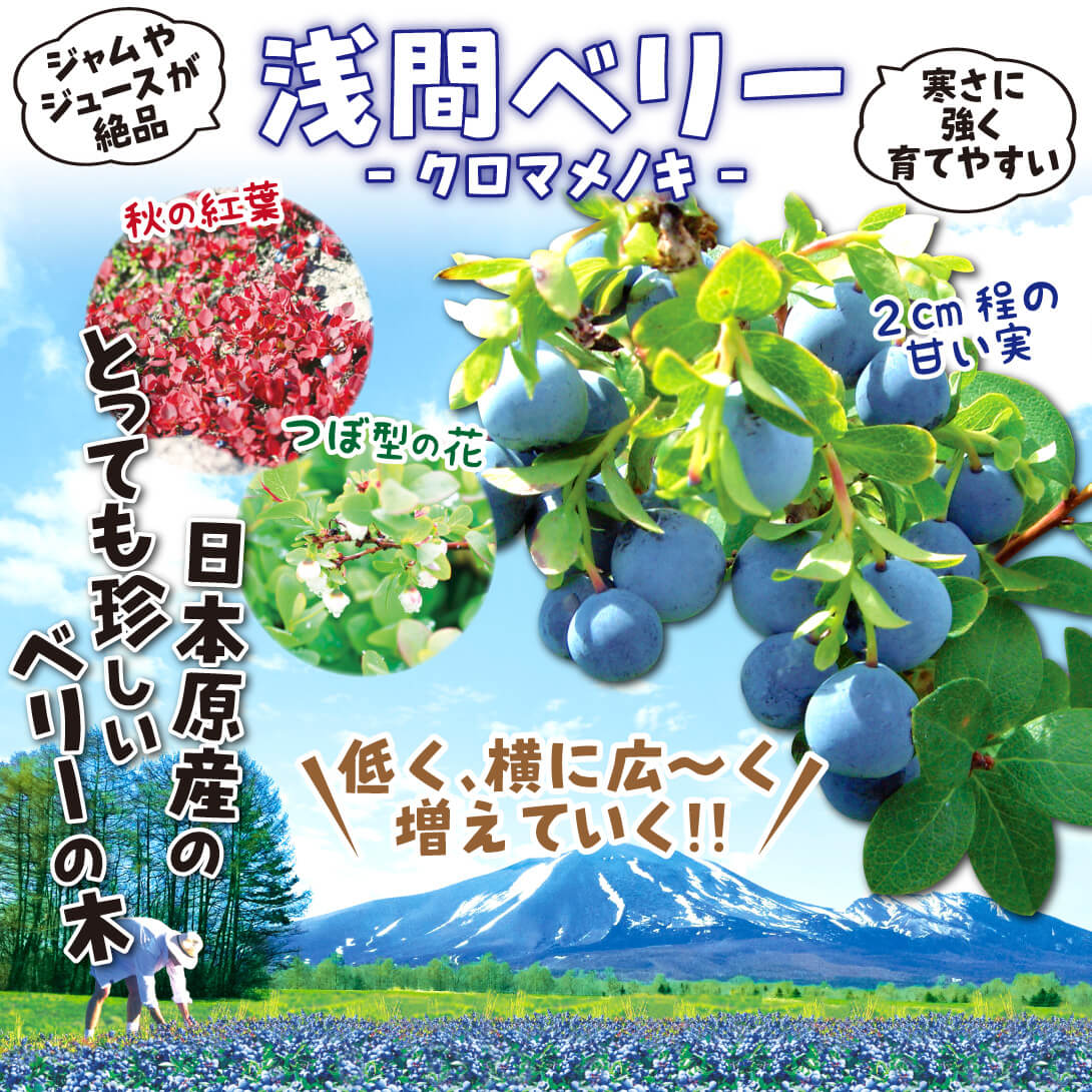 浅間ベリー クロマメノキ