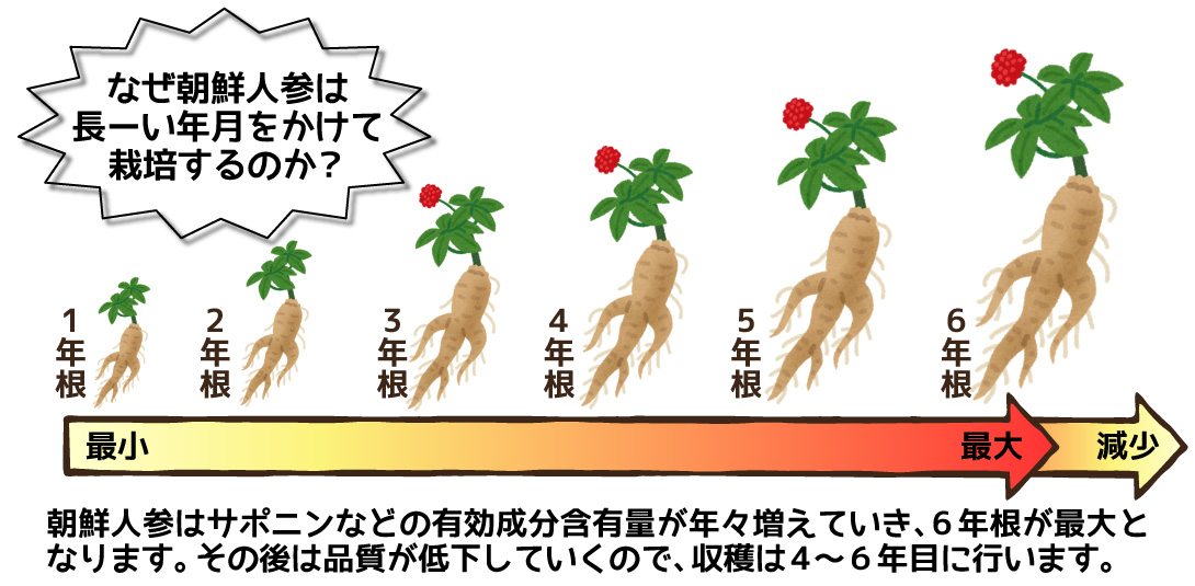 朝鮮人参