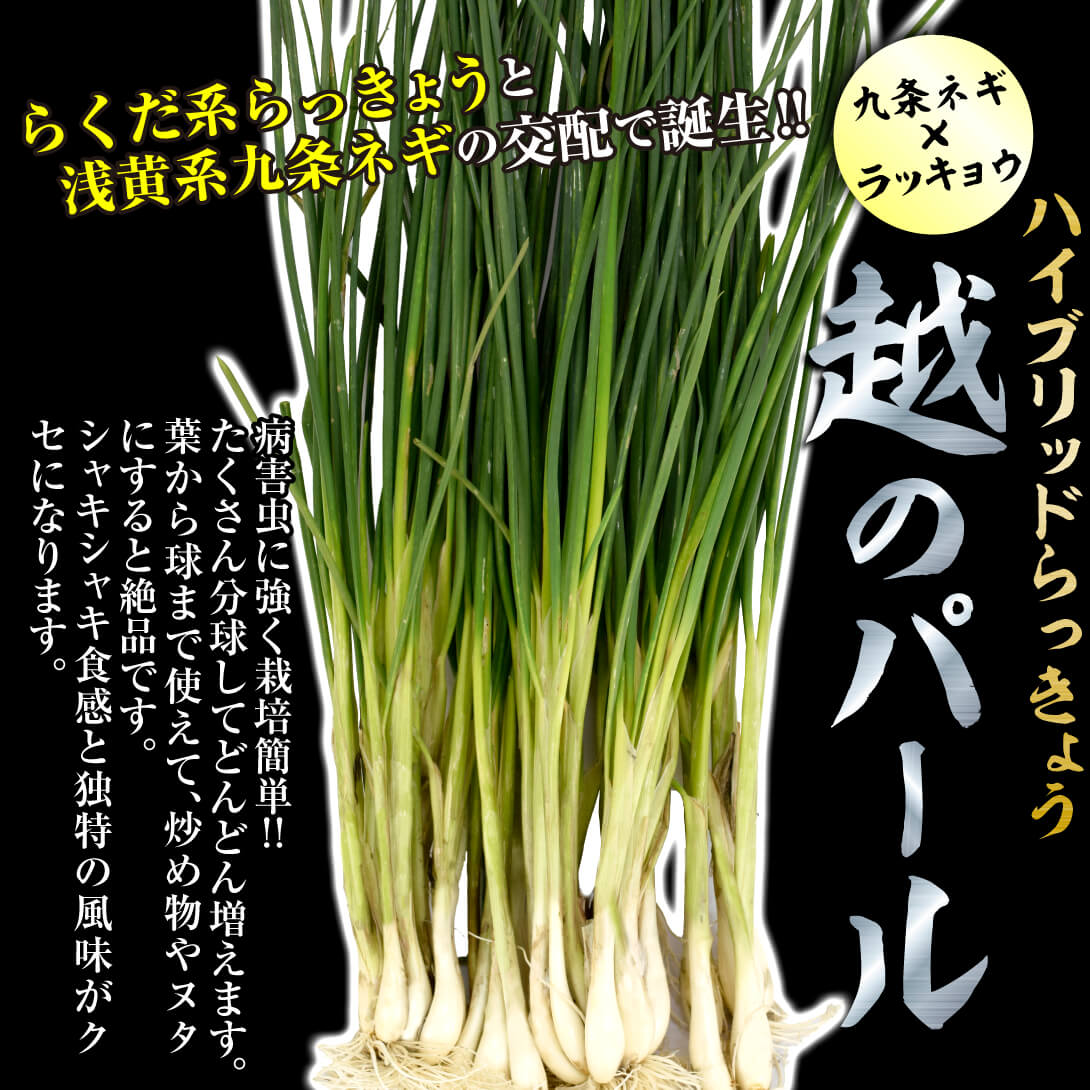 越のパール