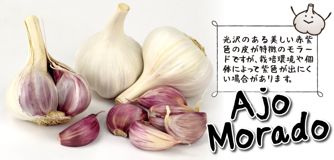 紫ニンニクモラード