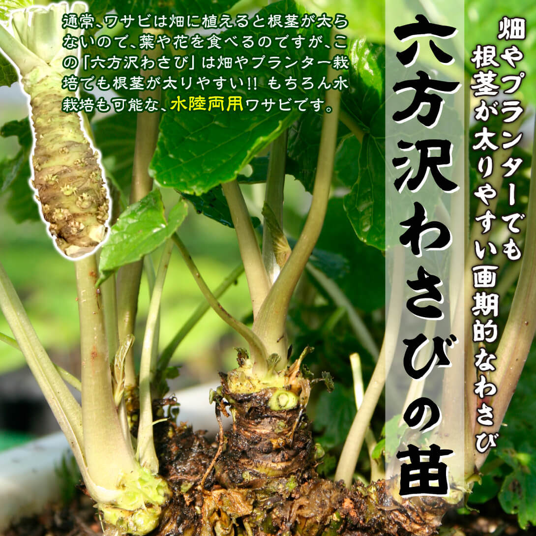 六方沢わさび