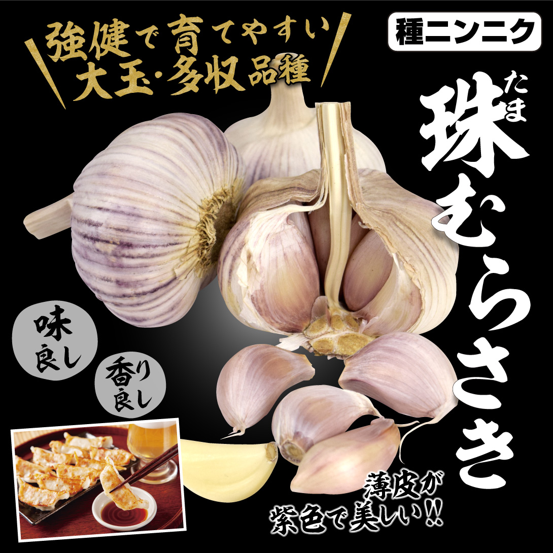 紫ニンニク 珠むらさき