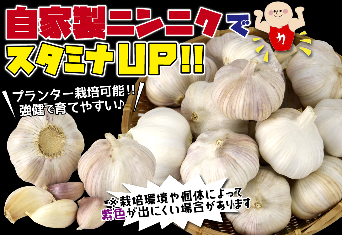紫ニンニク 珠むらさき