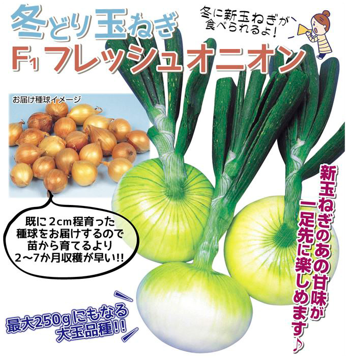 冬どり玉ねぎ フレッシュオニオン