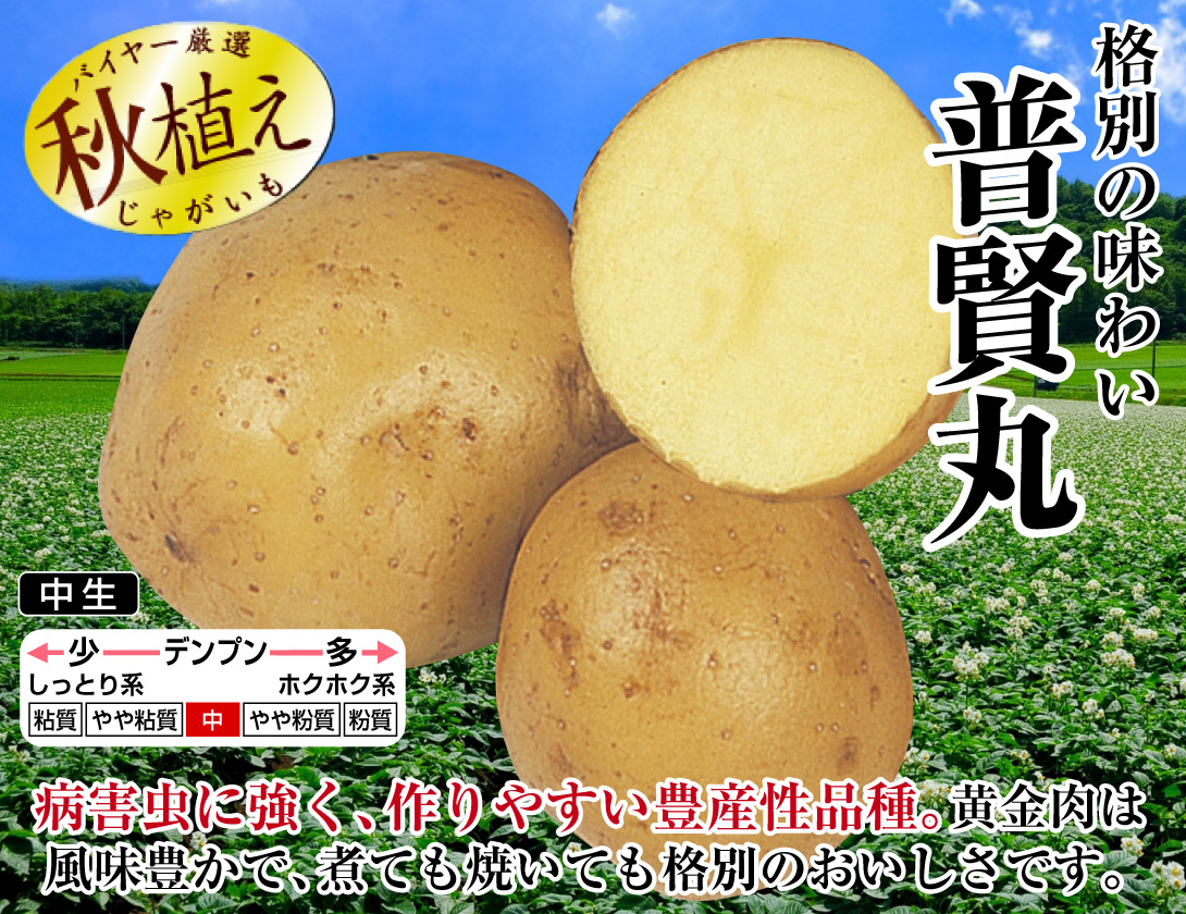 じゃがいも 普賢丸