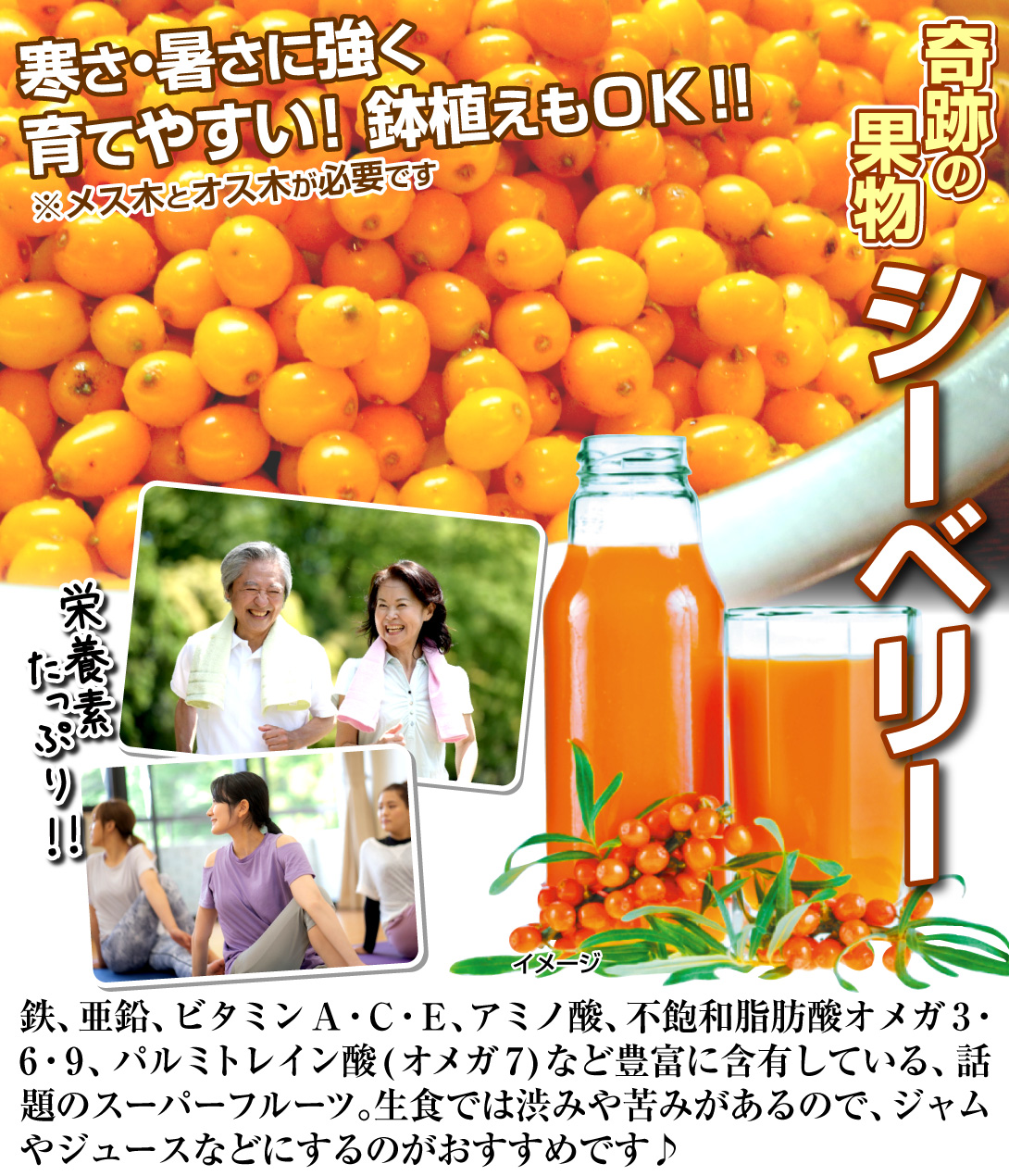 シーベリー