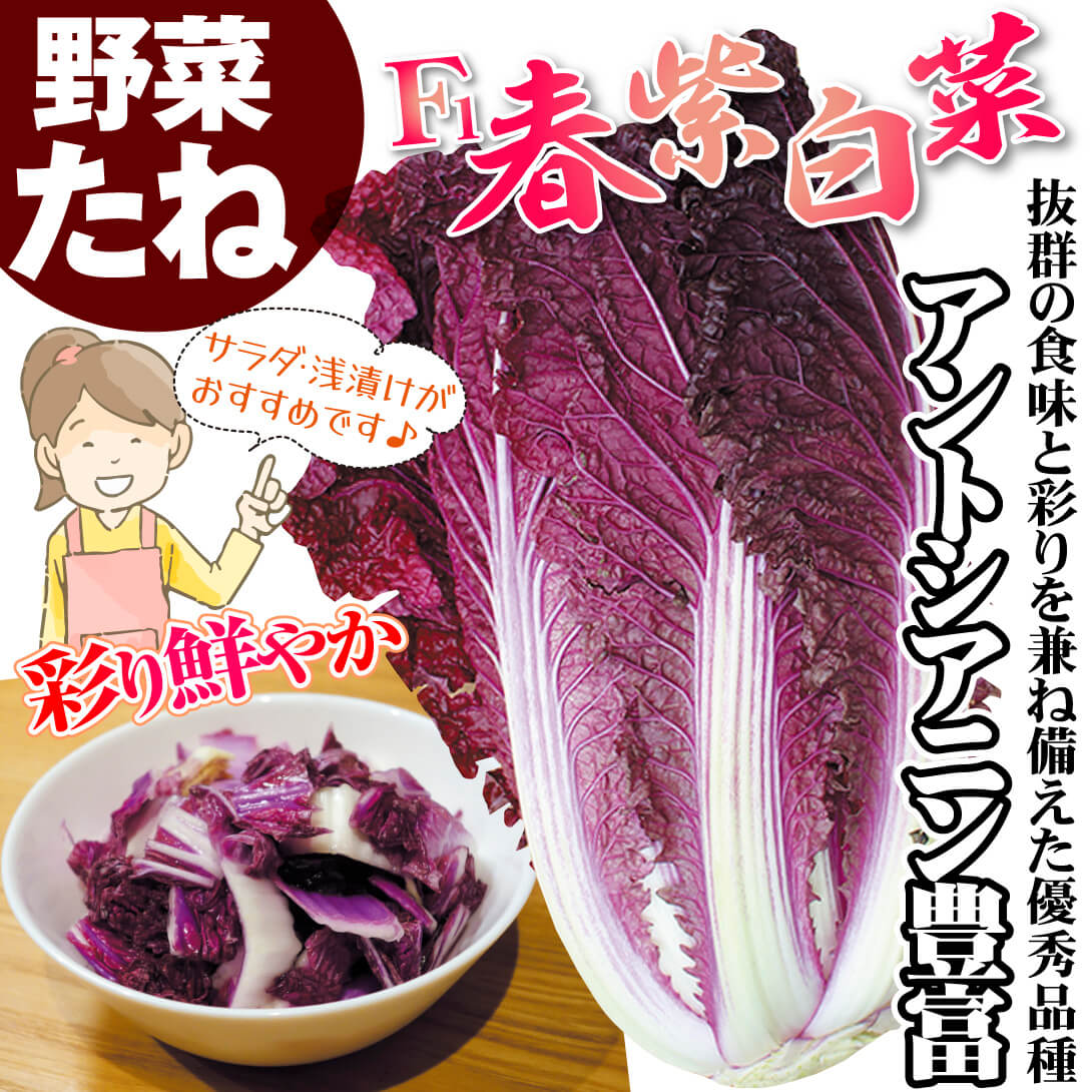 春紫白菜