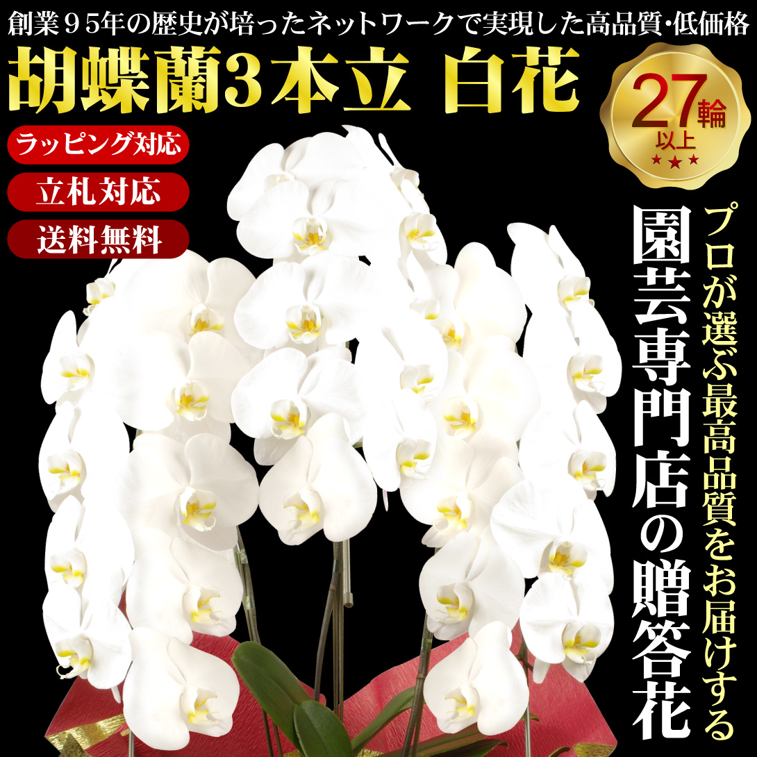 胡蝶蘭白3F27輪