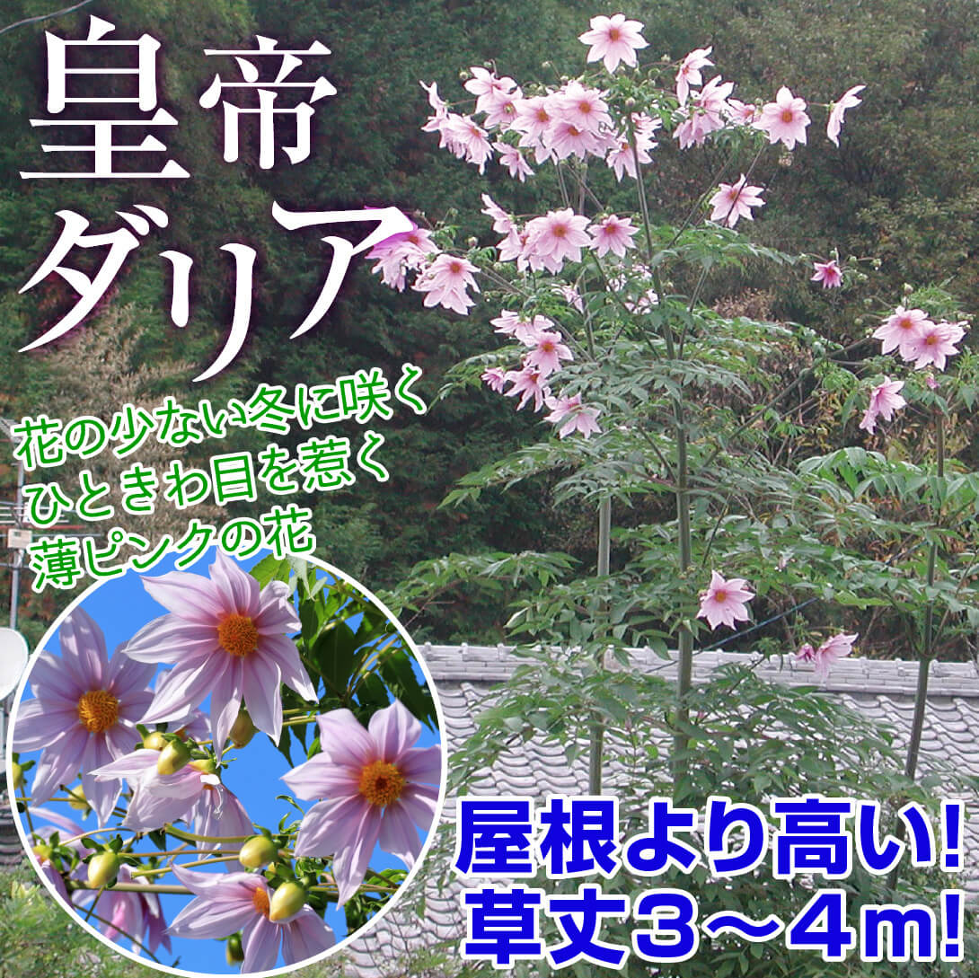 皇帝ダリア インペリアリス 一重咲き