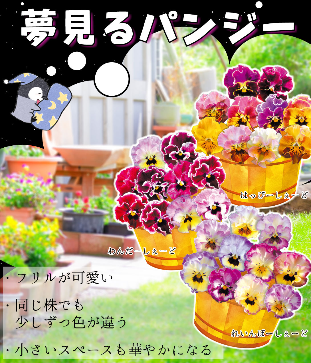 夢見るパンジーセット
