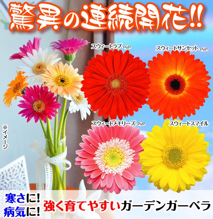花苗 ガーデンガーベラ スウィートスマイル